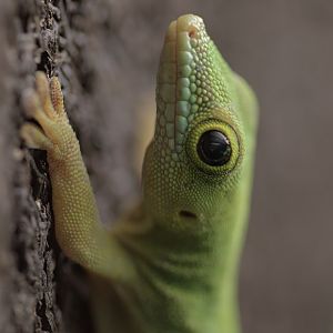 Seychelles day gecko