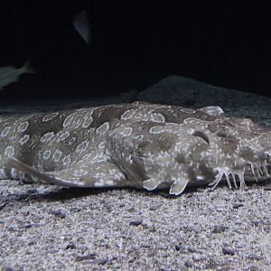 Spotted wobbegong