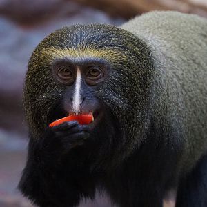 Hamlyn's monkey (Cercopithecus hamlyni), 2019-09-21