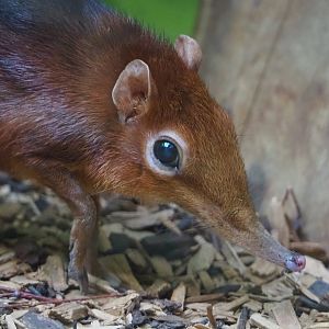 Black-and-rufous elephant shrew (Rhynchocyon petersi), 2019-09-21