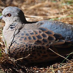 European turtle dove (Streptopelia turtur turtur), 2019-09-21