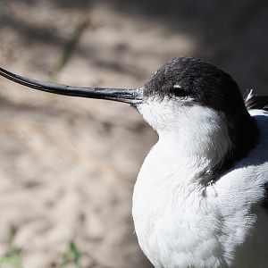 Eurasian pied avocet (Recurvirostra avosetta), 2019-09-21