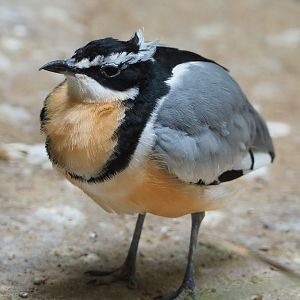 Egyptian plover (Pluvianus aegyptius), 2019-09-21