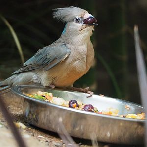 Blue-naped mousebird (Urocolius macrourus), 2019-09-21