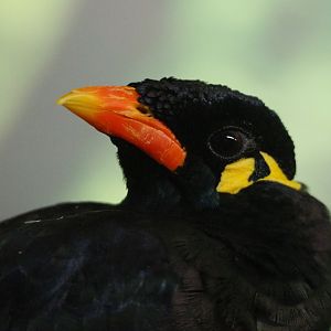 Greater hill myna (Gracula religiosa intermedia), 2019-09-21