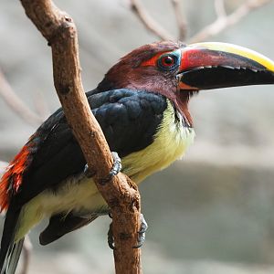 Green aracari (Pteroglossus viridis), 2019-09-21