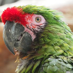 Mexican military macaw (Ara militaris mexicana), 2019-09-21