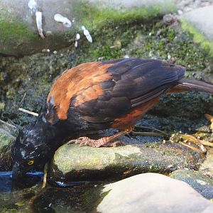 Vieillot's black weaver (Ploceus nigerrimus), 2019-09-21