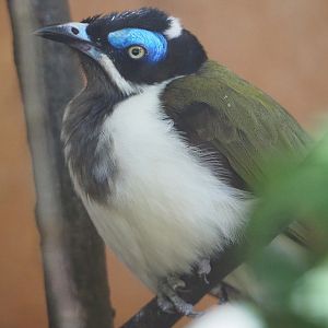 Blue-faced honeyeater (Entomyzon cyanotis), 2019-09-21