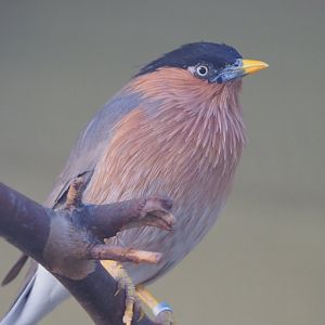 Brahminy starling (Sturnus pagodarum), 2019-09-21