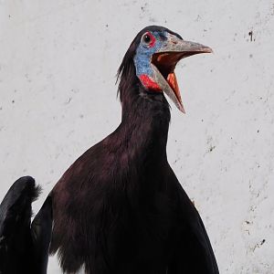 Abdim's stork (Ciconia abdimii), 2019-09-21