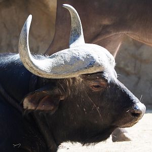 Cape buffalo bull (Syncerus caffer caffer), 2019-09-21