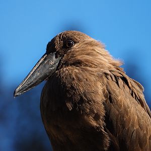 Hamerkop (Scopus umbretta), 2019-09-21