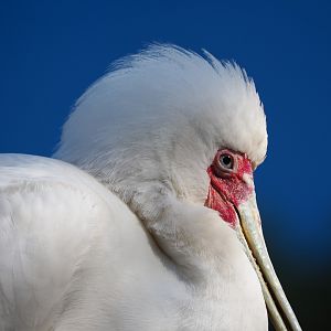 African spoonbill (Platalea alba), 2019-09-21
