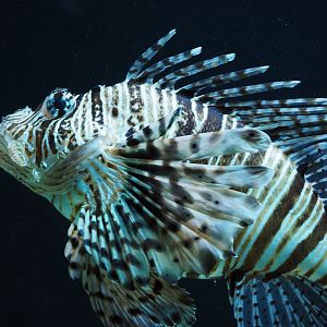 Red lionfish (Pterois volitans), 2019-09-21