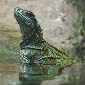 Weber's sailfin lizard (Hydrosaurus weberi), 2019-09-21