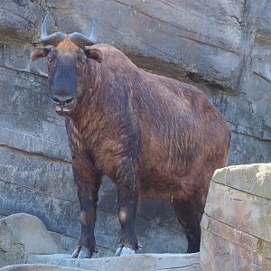 Mishmi takin (Budorcas taxicolor taxicolor), 2019-09-21