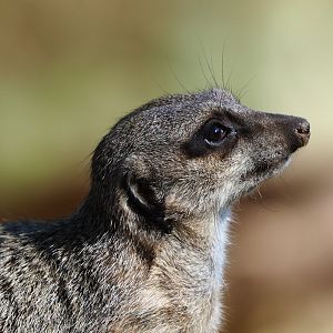 Meerkat (Suricata suricatta), 2019-09-21