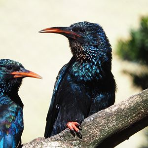 Green woodhoepoes (Phoeniculus purpureus), 2019-09-21