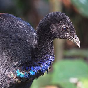 Grey-winged trumpeter (Psophia crepitans), 2019-09-21
