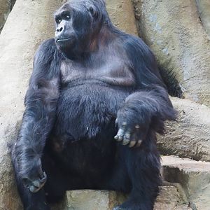 Eastern gorilla (Gorilla beringei graueri) Amahoro, 2019-09-21
