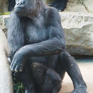 Western lowland gorillas (Gorilla gorilla gorilla) Mayani and Thandie, 2019-09-21