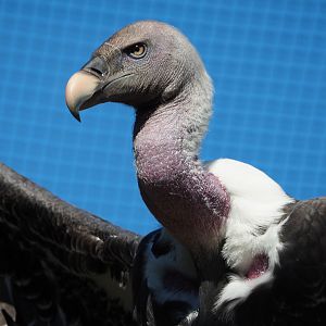 Rüppell's vulture (Gyps rueppelli rueppelli), 2019-09-21