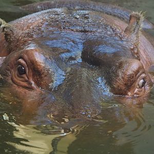 Hippopotamus amphibius, 2019-09-21
