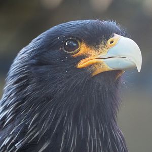 Striated caracara (Phalcoboenus australis), 2019-09-21