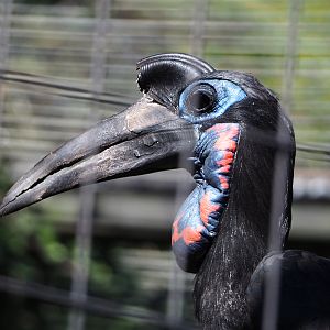 Abyssinian ground hornbill (Bucorvus abyssinicus), 2019-09-21