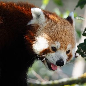 Red panda (Ailurus fulgens), 2019-09-21