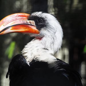 Von der Decken's hornbill (Tockus deckeni), 2019-09-21