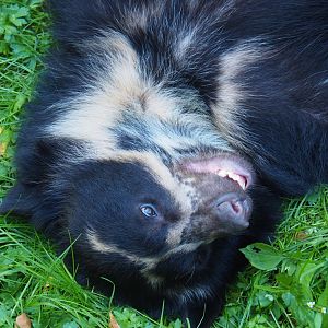 Spectacled bear (Tremarctos ornatus), 2019-09-21
