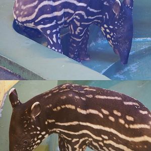 Malayan tapir (Tapirus indicus) calf Utari, 2019-09-21