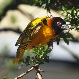 Male Village weaver (Ploceus cucullatus), 2019-09-21