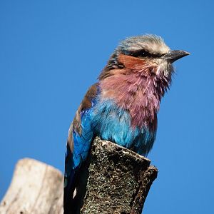 Lilac-breasted roller (Coracias caudatus), 2019-09-21