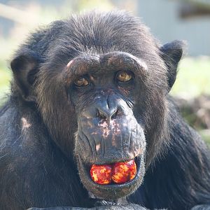 Chimpanzee (Pan troglodytes), 2019-09-21