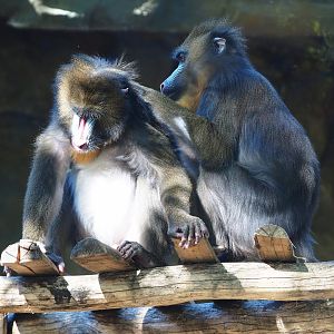 Grooming mandrills (Mandrillus sphinx), 2019-09-21