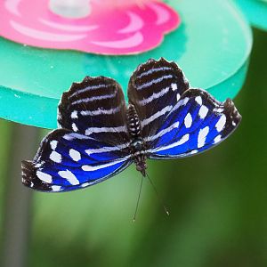 Blue-banded purplewing (Myscelia cyaniris), 2019-09-21