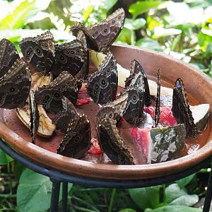 Morpho peleides feeding on rotten fruit, 2019-09-21