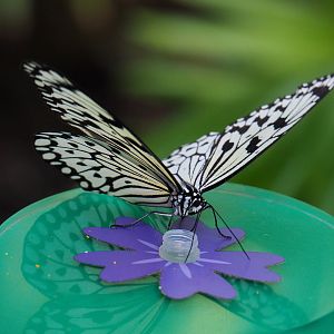 Paper kite (Idea leuconoe), 2019-09-21