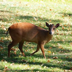 Red duiker (Cephalophus natalensis), 2019-09-21
