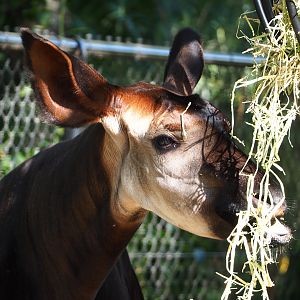 Okapi (Okapia johnstoni), 2019-09-21