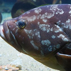 Dusky grouper (Epinephelus marginatus), 2019-09-21