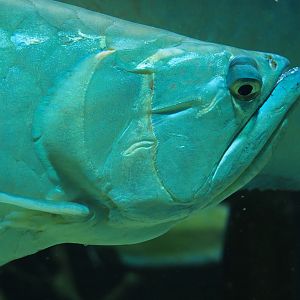 Silver arowana (Osteoglossum bicirrhosum), 2019-09-21