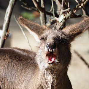 Eastern grey kangaroo (Macropus giganteus), 2019-09-21