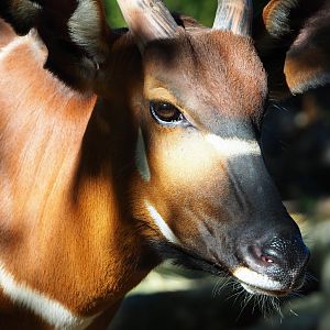 Mountain bongo (Tragelaphus eurycerus isaaci), 2019-09-21