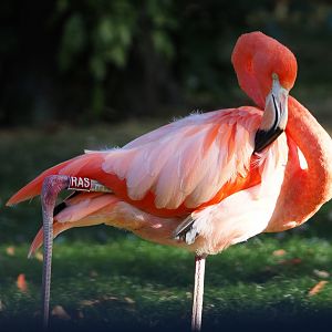 Caribbean flamingo (Phoenicopterus ruber), 2019-09-21