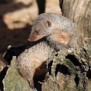 Banded mongoose (Mungos mungo), 2019-07-23