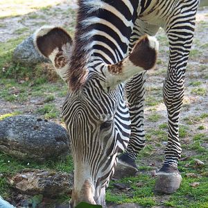Grévy's zebra (Equus grevyi), 2019-07-23